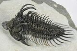 Spiny Comura Trilobite - Very Large Specimen #245918-1